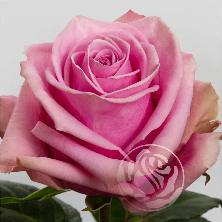 Scandal: Curchorem : The Arrest of Soham Naik and Public Outrage