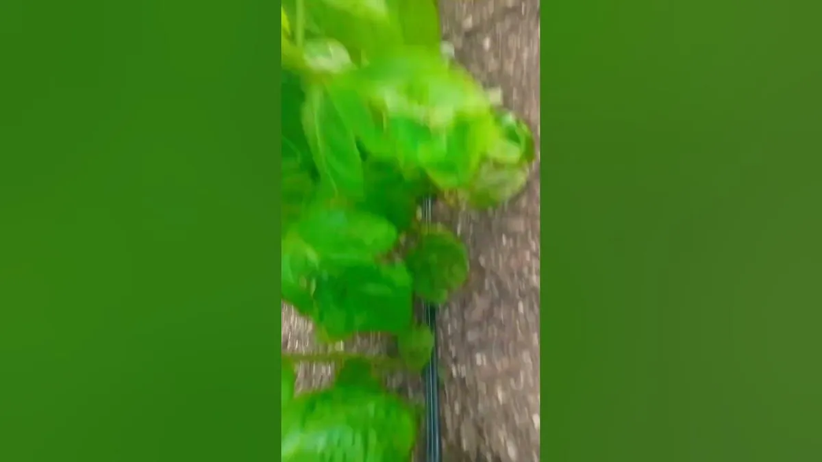 खेत: Tragic School Van Accident in Field Claims Child’s Life