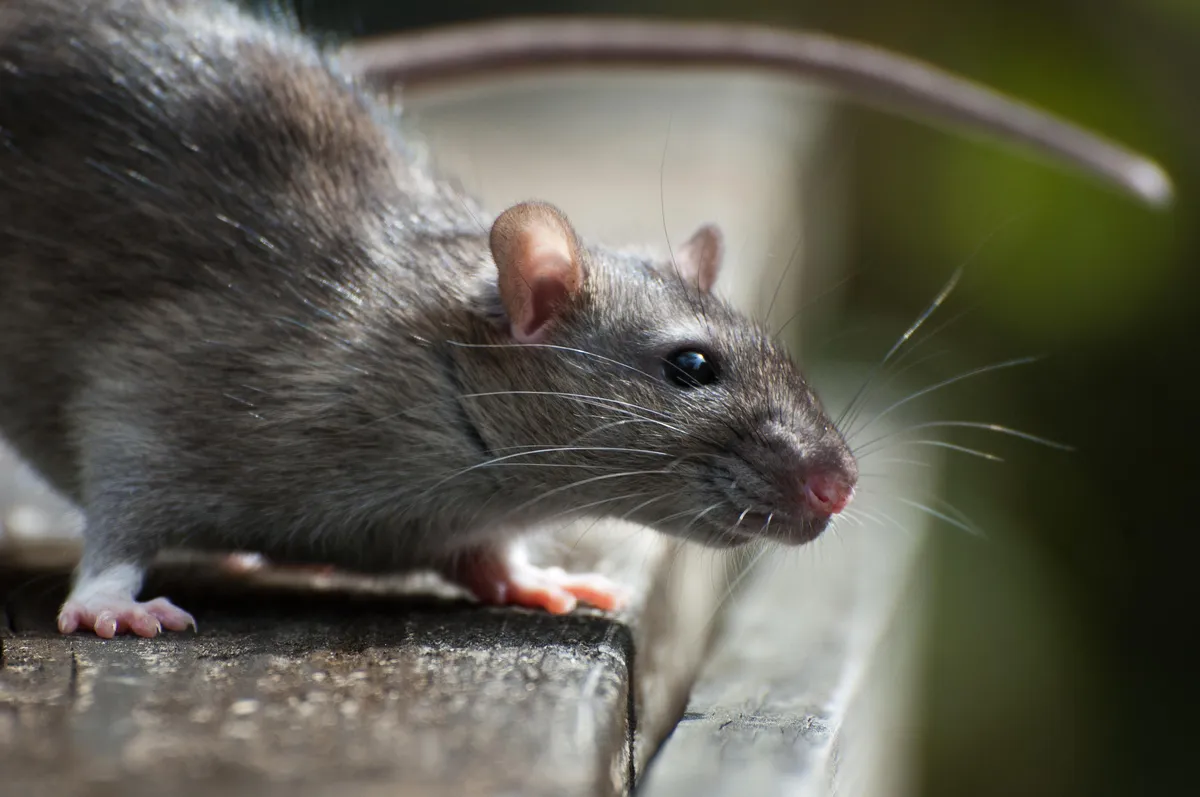 hantavirus infections cruise ship — IN news